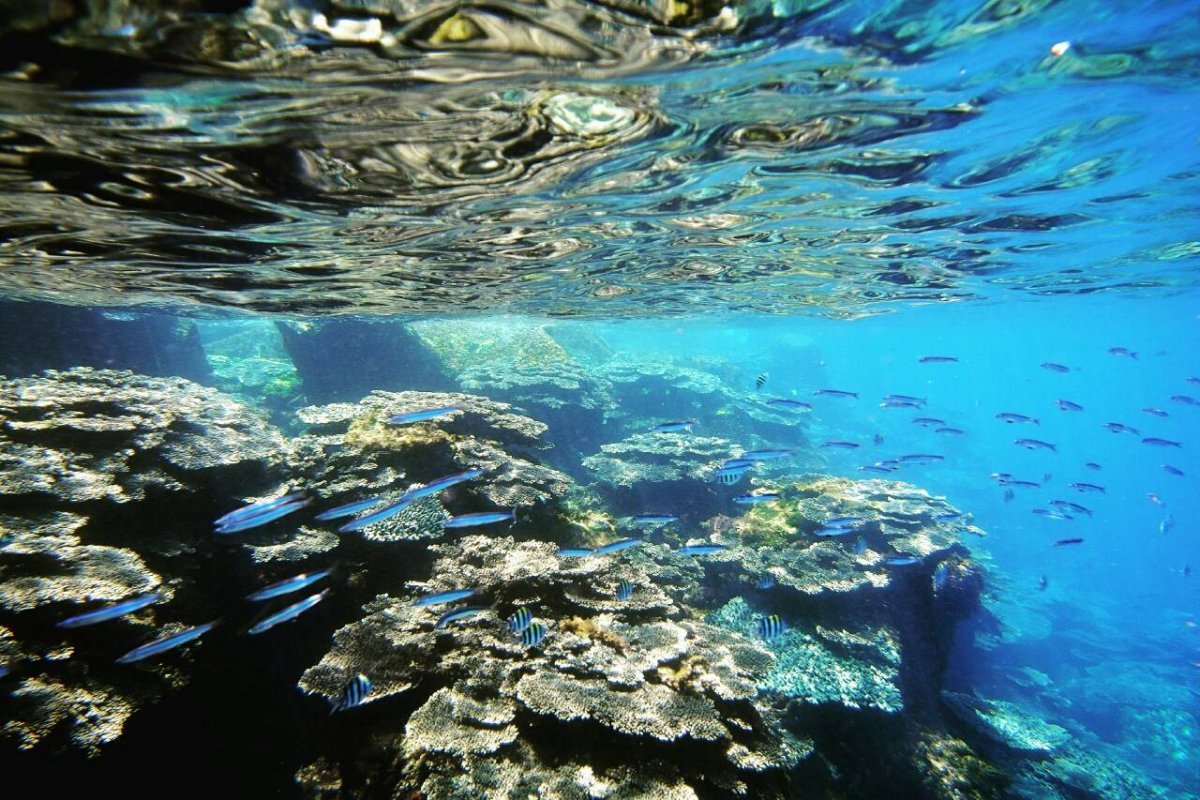 🏝️ 가마우지 오는 섬(우구루시마) 이미지 9